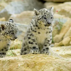 Snow Leopards - cubs