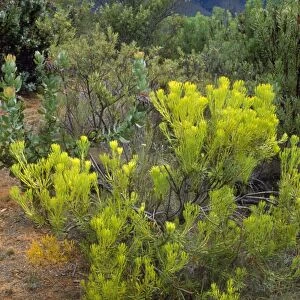 South Africa - common sunshine conebush (Leucadendron salignum) Helderberg Nature Reserve, Western Cape, South Africa