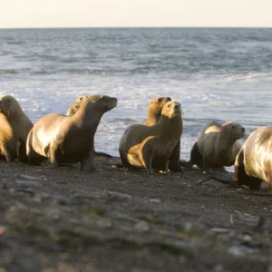 South American Sealion - Group of adult female sealions walking on the beach rather than swimming along the shore to cross an area where killer whales wait to capture sealion pups