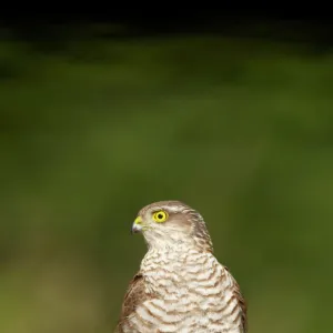 Sparrowhawk - Female at forest pool Accipiter nisus Hungary BI016377