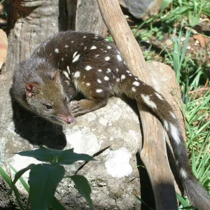 Spotted-tailed Quoll Tasmania, Australia