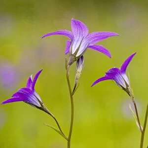 Spreading Bellflower - rare plant in UK