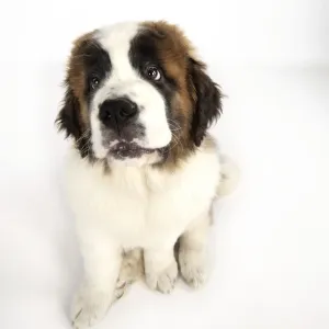 St Bernard Dog - 14 weeks old