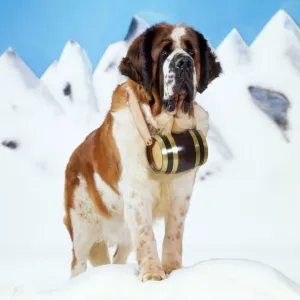 St. Bernard Dog - with barrel Digital Manipulation: eyes