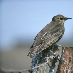 Starling - juvenile