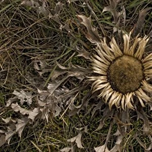 A stemless carline thistle, widely used as a good luck charm, hung on doors