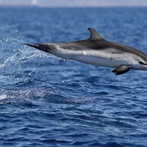 Striped Dolphin - leaping out of water in the strait of Gibraltar. Spain