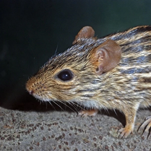 Striped Grass Mouse - Africa