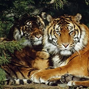 Sumatran Tiger - two lying down together in shade of trees - Tropical Forest - Island of Sumatra