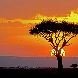 Sun setting behind umbrella Acacia tree