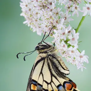 Swallowtail - on flower wings closed 005765