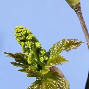 Sycamore Maple Tree - acorn leaves in spring