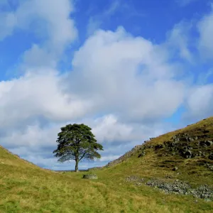 Hadrian's Wall Pillow Collection: Enchanting Sycamore Gap Tree