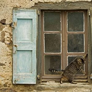 Tabby Cat - on windowsill of French house