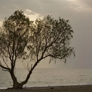 Tamarisk tree, by the sea. Chios, Greece