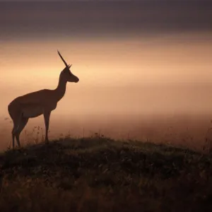 Thomson's Gazelle Maasai Mara, Kenya, Africa