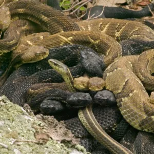 Timber Rattlesnakes - Gravid females basking to bring young to term. Venomous pitvipers, widely distributed throughout eastern United States. Legally protected in 8 of 32 states in which it occurs