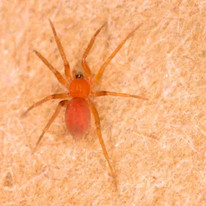 Tiny Bathroom Spider - Common in bathrooms in UK houses (only 2 mm long) Location: Hotel room, Newquay, Cornwall, UK