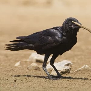 Torresian Crow with stick Near Mt Barnett, Gibb River Road, Kimberley, Western Australia