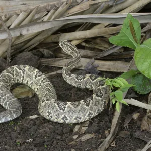 Tropical Rattelsnake Llanos, Hato El Frio, Venezuela sub-species C.d. durissus or C. d. cumanensis
