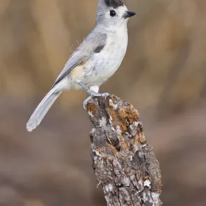 Tufted / Black-crested / Mexican Titmouse. South Texas