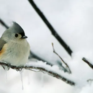 Tufted Titmouse - on branch in snow. New York, USA