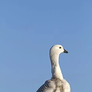 Upland Goose / Magellan Goose - male