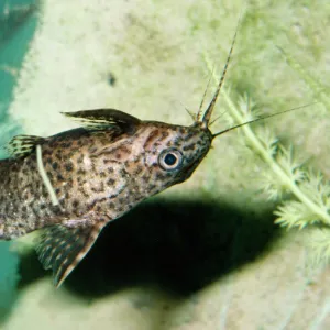 Upside Down Catfish West Africa