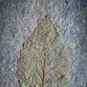 USA, Washington State, Seabeck. Skeletonized alder leaf on rock. Date: 03-08-2021