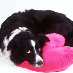 Perro - Border Collie con aspecto triste sentado sobre un cojín de corazón