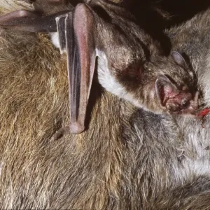 Common Vampire Bat NG 1417 Feeding on cows leg at night Sao