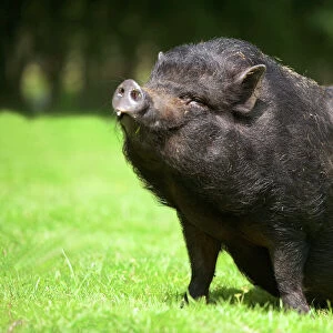 Vietnamese Pot-Bellied Pig