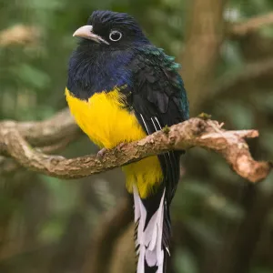 Trogons Gallery: Related Images