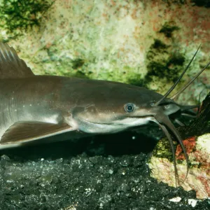 W Collection: Walking Catfish