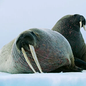 Walrus Pair, female with short tusks