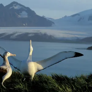 Wandering Albatross - Courtship display - Albatross Island - South Georgia - Antarctica JPF30636