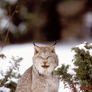 Cats (Wild) Gallery: Canada Lynx