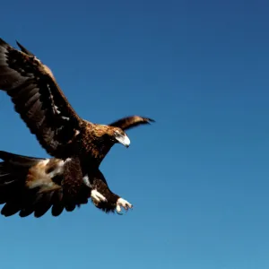 Wedge-tailed eagle in flight