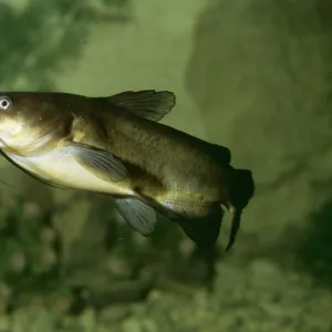 W Collection: Wels Catfish