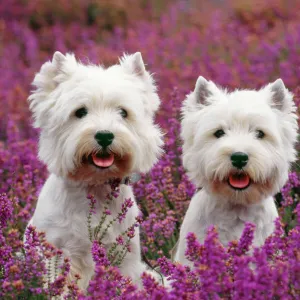 Terrier Pillow Collection: West Highland White Terrier