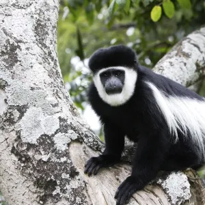 Cercopithecidae Collection: King Colobus