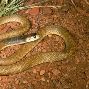 Western brown snake (Gwardar) - juvenile