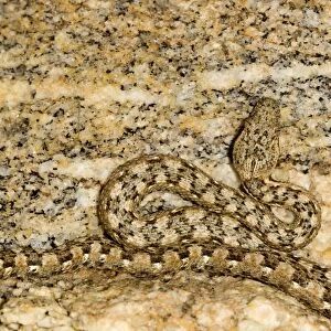 Western Keeled Snake - Close ups of the head and coiled body - depicting its superb camouflage - Namib Desert - Namibia - Africa