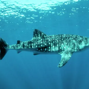 W Collection: Whale Shark