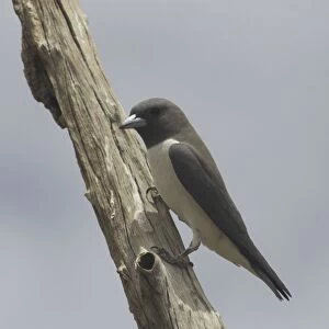 Woodswallows Collection: White Breasted Woodswallow