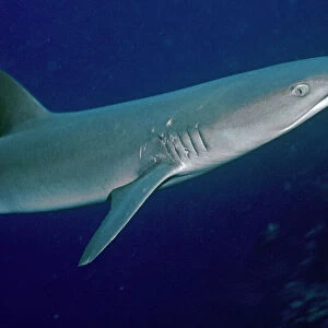 W Collection: Whitetip Reef Shark