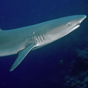 White Reef Shark - showing mating scars