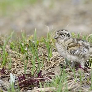 White-tailed Ptarmigan - young chick - Mount Rainier National Park - WA - Summer _AAX5928