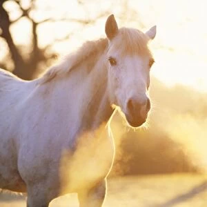 Whitish Grey Horse - mare, backlit with misty breath in plumes from nostrils. UK
