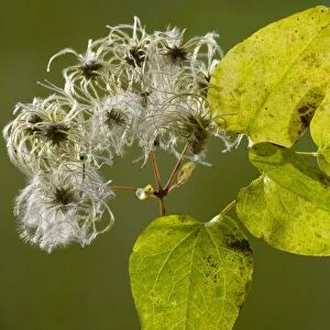 Wild Clematis or Old Man's Beard Clematis vitalba in autumn, showing fruit and leaves. Dorset